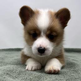 George - Red male Pembroke Welsh Corgi puppy in Waco, Texas from The Comma Corgis