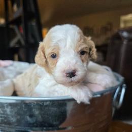 Lucky - Red male Cavapoo puppy in Blackfoot, Idaho from Draper Mountain Doodles