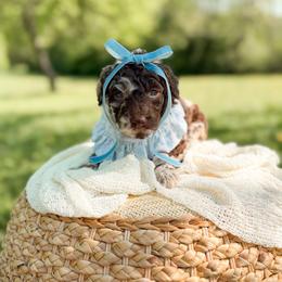 Truffy - Merle female Goldendoodle puppy in Ooltewah, Tennessee from Allison Family Doodles