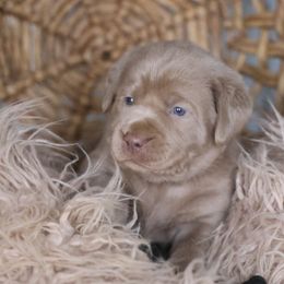 Boy 2 - Chocolate Labrador Retriever puppy in Morrill, Kansas from Grimm Girls Farm