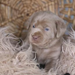 Boy 2 - Chocolate Labrador Retriever puppy in Morrill, Kansas from Grimm Girls Farm