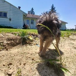 Speckles - Wheaten male Brussels Griffon puppy in Mayville, Michigan from Carol's Brussels Griffon