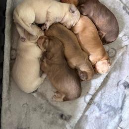 Clear Cream Male - Cream male Dachshund puppy in Swanton, Ohio from Mighty But Mini Dachshunds