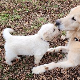 Golden Retrievers from Tamarind Goldens