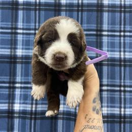 Girl 1 Light Purple collar - Panda female German Shepherd puppy in Pelham, North Carolina from P & P Shepherds