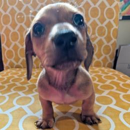 Boy 3 - Red male Dachshund puppy in Wortham, Texas from Amber's Mini Weenies