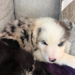 Roux - Blue merle male Australian Shepherd puppy in Franklinton, Louisiana from Cottonwood Farms Australian Shepherds