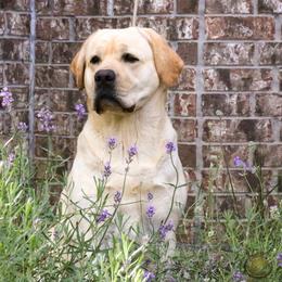 Labrador Retriever All Grown Up from Barton Creek Labradors