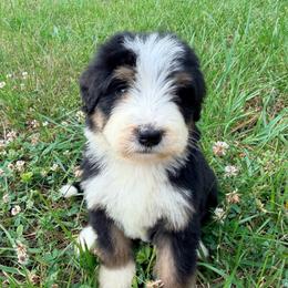 Chanel with training - Tri-color female Bernedoodle puppy in Boonville, North Carolina from Doods & Dolls