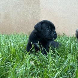 Bane - Black male Cane Corso puppy in Utah from 3Lake Kennelz