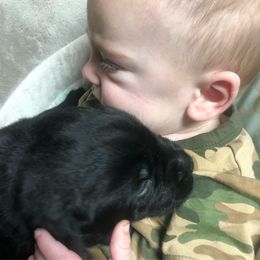 Labrador Retriever Puppies from Young’s Legacy Labradors