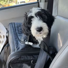 Old English Sheepdog and Sheepadoodle Puppies from Doodlefolk