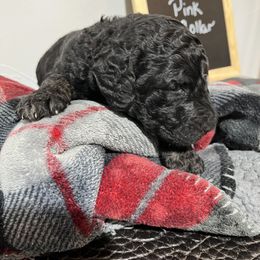Poodle Puppies from Reeck’s Standard Poodles