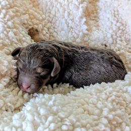 Serena - Brown female Bernedoodle puppy in Sparta, Missouri from Sis' Doodles & Poodles