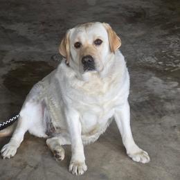Lacy - Yellow female Labrador Retriever puppy in Roaring Spring, Pennsylvania from Briar Hill Labradors PA 12145