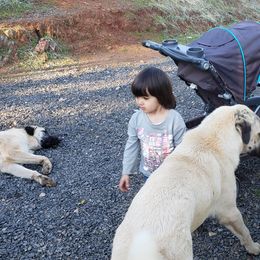 Anatolian Shepherd Dog Puppies from Thakeb Anatolian Shepherd