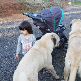 Anatolian Shepherd Dog Puppies from Thakeb Anatolian Shepherd