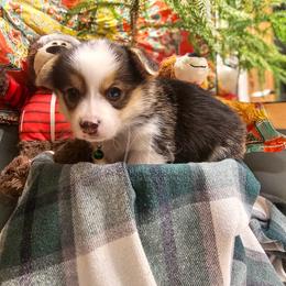 Ponderosa - Fawn female Pembroke Welsh Corgi puppy in Fortine, Montana from North Star Pembroke Welsh Corgi's