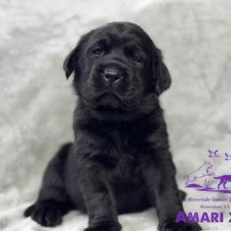 Dark purple - Black female Labrador Retriever puppy in Beaverdam, Virginia from Riverside Sunset Labrador Retrievers