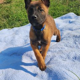Belgian Malinois and Labrador Retriever Puppies from Wings of Freedom Retrievers and Malinois
