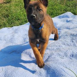 Belgian Malinois and Labrador Retriever Puppies from Wings of Freedom Retrievers and Malinois