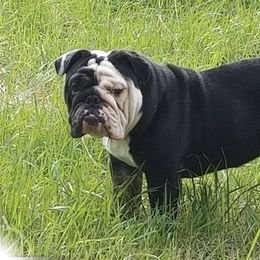 Bulldogs from Black Bear Bullies