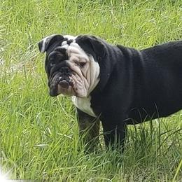 Bulldogs from Black Bear Bullies