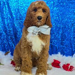 Charlie Rae's Silver Boy - Red  male Goldendoodle puppy in Kountze, Texas from Texas Doodles LLC