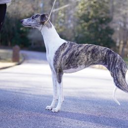 Charlie - Whippet