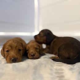 Dachshund Puppies from Mini Dachshund Collection