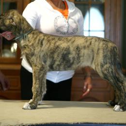 Irish Wolfhound Puppies from Mt Carmel Irish Wolfhounds