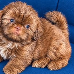 Abby - Gold female Shih Tzu puppy in Monrovia, California from Sunrise Shihtzu Blossom