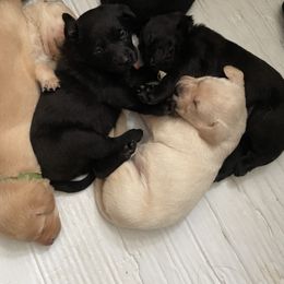 Labrador Retriever Puppies from No Boundaries Kennels