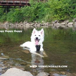 Berger Blanc Suisse and German Shepherd Puppies from Vom Hundhaus German Shepherds