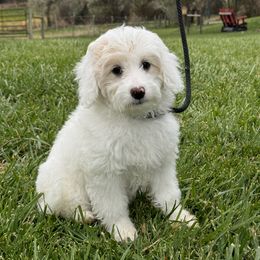 Goldendoodle Puppies from Blossom Dog Training