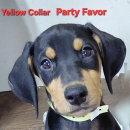 Party Favor - Black and rust female Doberman Pinscher puppy in Valley View, Texas from Daystar Dobermans