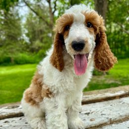 Colby Jack (Green) - Parti male Poodle puppy in Burwell, Nebraska from Petersen Poodles