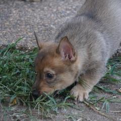 Swedish Vallhund Puppies from Maena Swedish Vallhunds
