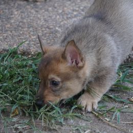 Swedish Vallhund Puppies from Maena Swedish Vallhunds