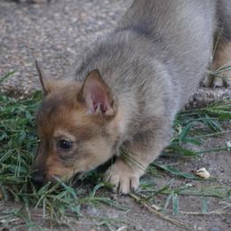 Swedish Vallhund Puppies from Maena Swedish Vallhunds