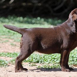 Labrador Retriever Puppies from Rycroft Labradors
