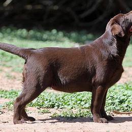 Labrador Retriever Puppies from Rycroft Labradors