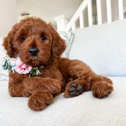 Bernedoodle and Cavapoo Puppies from Wonderful World Doodles