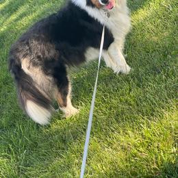 Border Collie puppies from Heritage Border Collies