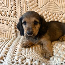 Spring Brook Coat of Many Colors - Cream male Dachshund puppy in New Ross, Indiana from Spring Brook Farms, LLC