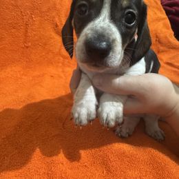 Dachshund All Grown Up from Sandy's Mini Weenies in Cali