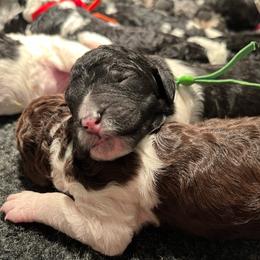 Green - Parti male Poodle puppy in Wilkes Barre, Pennsylvania from Apricity Poodles