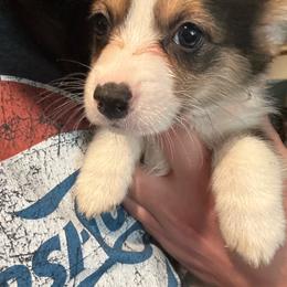 Jelly Roll - Black and tan male American Corgi puppy in Orangevale, California from Corgis of the Heart