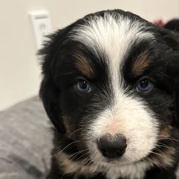 Miniature Australian Shepherds from Snick and Lick Adventure Dogs