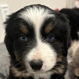 Miniature Australian Shepherds from Snick and Lick Adventure Dogs